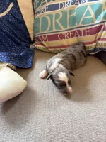 Bella, a female Collie and Miniature Dachshund for sale in Melrose, MN – Photo 3 of 10