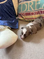 Bella, a female Collie and Miniature Dachshund for sale in Melrose, MN – Photo 1 of 10