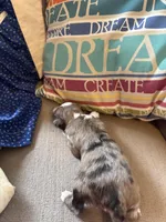 Bella, a female Collie and Miniature Dachshund for sale in Melrose, MN – Photo 8 of 10