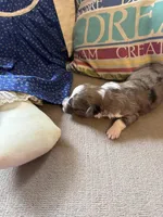 Bella, a female Collie and Miniature Dachshund for sale in Melrose, MN – Photo 2 of 10