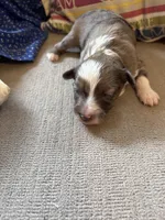 Bella, a female Collie and Miniature Dachshund for sale in Melrose, MN – Photo 7 of 10