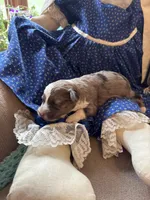 Bella, a female Collie and Miniature Dachshund for sale in Melrose, MN – Photo 9 of 10