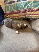 Bella, a female Collie and Miniature Dachshund for sale in Melrose, MN – Photo 4 of 10