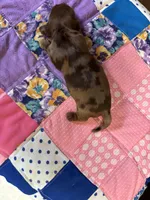 Benji AKC, a male Miniature Dachshund for sale in Melrose, MN – 3 of 4