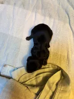 Paisley AKC, a  Miniature Dachshund for sale in Melrose, MN – 2 of 4