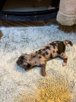 Portia AKC, a female Miniature Dachshund for sale in Melrose, MN – 7 of 7