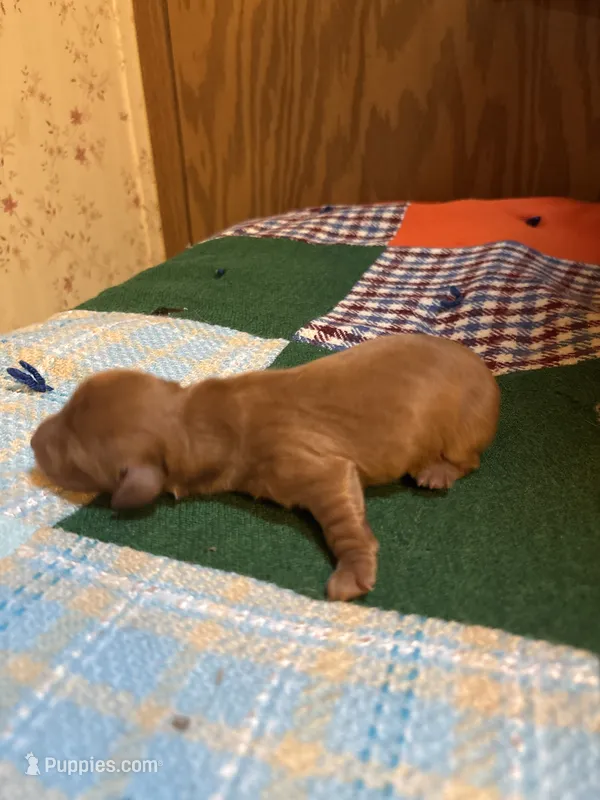 Sebastian AKC long haired  – Miniature Dachshund puppy for sale in Melrose, MN
