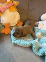 Moe AKC, a male Miniature Dachshund for sale in Melrose, MN – 9 of 10