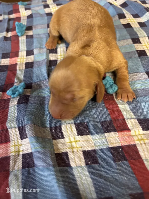 Pedro AKC – Miniature Dachshund puppy for sale in Melrose, MN