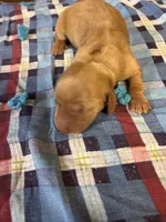 Pedro AKC, a male Miniature Dachshund for sale in Melrose, MN – 1 of 5