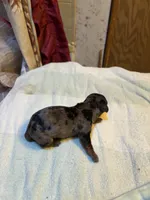 Peter , a male Miniature Dachshund for sale in Melrose, MN – 4 of 4