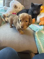 Sebastian AKC long haired , a male Miniature Dachshund for sale in Melrose, MN – 4 of 10