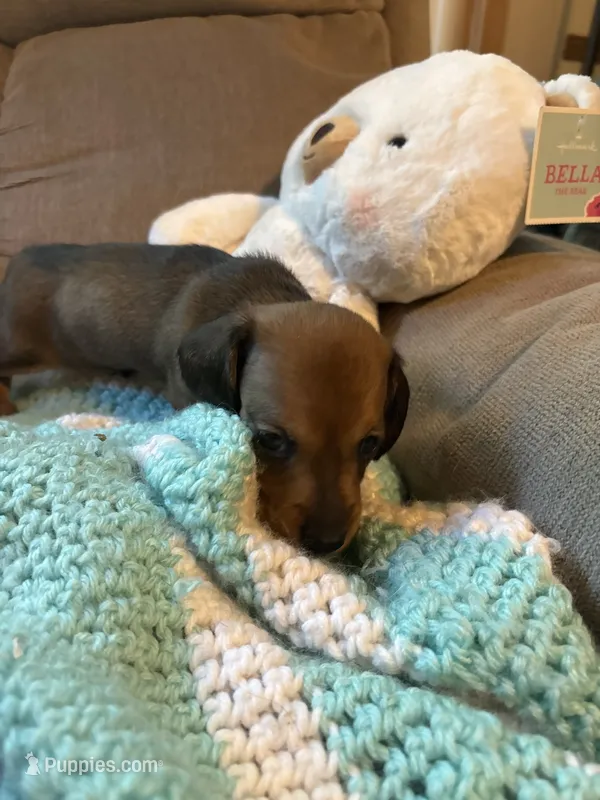 Shorty AKC – Miniature Dachshund puppy for sale in Melrose, MN