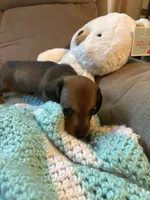 Shorty AKC, a male Miniature Dachshund for sale in Melrose, MN – 1 of 10