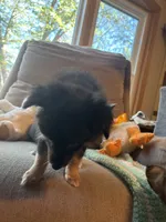 Chatty , a female Collie for sale in Melrose, MN – 4 of 10