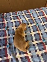 Pedro AKC, a male Miniature Dachshund for sale in Melrose, MN – 4 of 5
