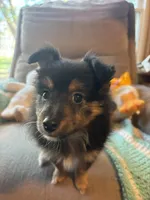 Chatty , a female Collie for sale in Melrose, MN – 1 of 10