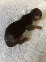 Patty AKC, a female Miniature Dachshund for sale in Melrose, MN – 3 of 5