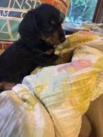 Sadie AKC long hair, a female Miniature Dachshund for sale in Melrose, MN – Photo 7 of 10