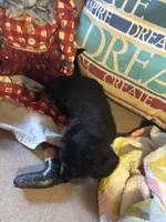 Sadie AKC long hair, a female Miniature Dachshund for sale in Melrose, MN – Photo 3 of 10