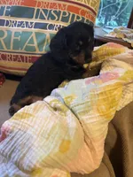 Sadie AKC long hair, a female Miniature Dachshund for sale in Melrose, MN – Photo 9 of 10