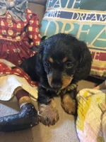 Sadie AKC long hair, a female Miniature Dachshund for sale in Melrose, MN – Photo 5 of 10