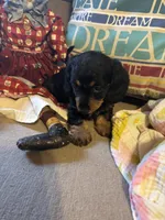 Sadie AKC long hair, a female Miniature Dachshund for sale in Melrose, MN – Photo 2 of 10