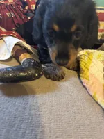 Sadie AKC long hair, a female Miniature Dachshund for sale in Melrose, MN – Photo 6 of 10