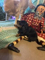 Sadie AKC long hair, a female Miniature Dachshund for sale in Melrose, MN – Photo 4 of 10