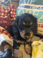 Sadie AKC long hair, a female Miniature Dachshund for sale in Melrose, MN – Photo 8 of 10