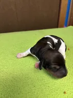 Fancy AKC, a female Miniature Dachshund for sale in Melrose, MN – Photo 4 of 5