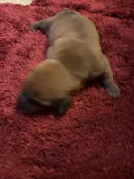 Bailey AKC, a male Miniature Dachshund for sale in Melrose, MN – Photo 2 of 10