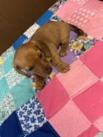 Bailey AKC, a male Miniature Dachshund for sale in Melrose, MN – Photo 4 of 6