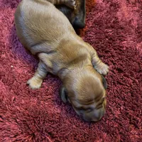 Bailey , a male Miniature Dachshund for sale in Melrose, MN – Photo 7 of 7