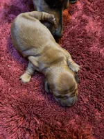 Brutus, a male Miniature Dachshund for sale in Melrose, MN – Photo 7 of 7