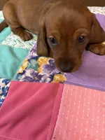 Bailey AKC, a male Miniature Dachshund for sale in Melrose, MN – Photo 5 of 6