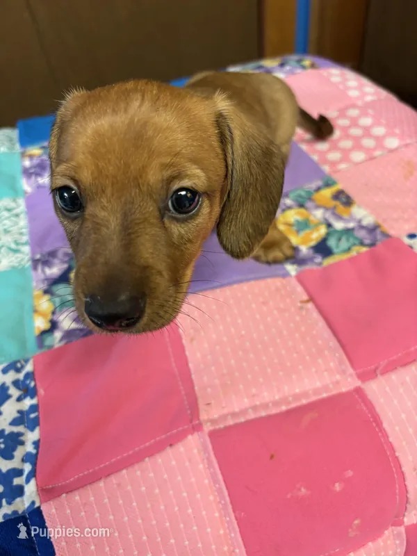 Bailey AKC – Miniature Dachshund puppy for sale in Melrose, MN