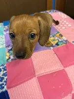 Bailey AKC, a male Miniature Dachshund for sale in Melrose, MN – Photo 1 of 6