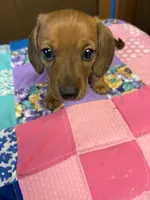 Bailey AKC, a male Miniature Dachshund for sale in Melrose, MN – Photo 2 of 6