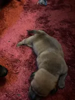 Bailey AKC, a male Miniature Dachshund for sale in Melrose, MN – Photo 5 of 10