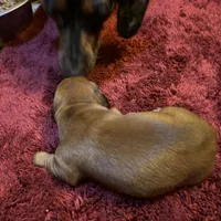 Bailey , a male Miniature Dachshund for sale in Melrose, MN – Photo 2 of 7