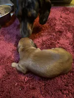 Brutus, a male Miniature Dachshund for sale in Melrose, MN – Photo 2 of 7