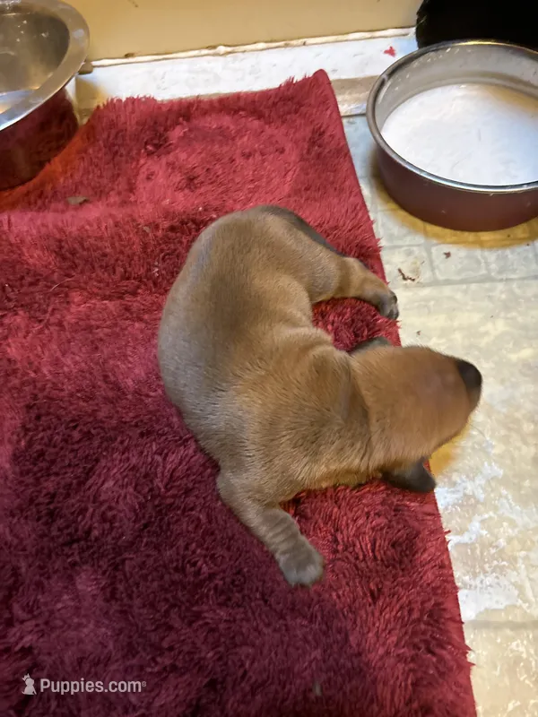 Bailey AKC – Miniature Dachshund puppy for sale in Melrose, MN