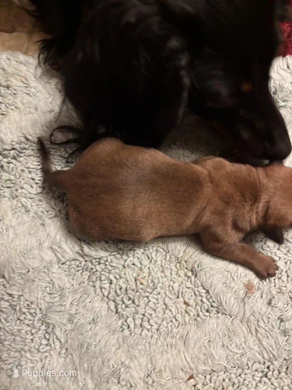 Faith AKC, a female Miniature Dachshund for sale in Melrose, MN – Photo 1 of 3