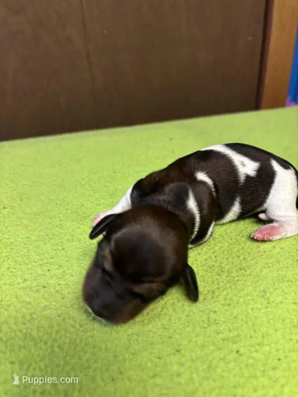 Fancy AKC – Miniature Dachshund puppy for sale in Melrose, MN