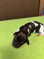 Fancy AKC, a female Miniature Dachshund for sale in Melrose, MN – Photo 1 of 5