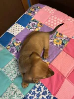 Bailey AKC, a male Miniature Dachshund for sale in Melrose, MN – Photo 3 of 6