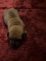 Bailey AKC, a male Miniature Dachshund for sale in Melrose, MN – Photo 3 of 10