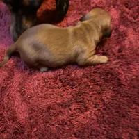 Bailey , a male Miniature Dachshund for sale in Melrose, MN – Photo 5 of 7