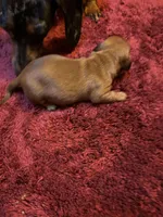 Brutus, a male Miniature Dachshund for sale in Melrose, MN – Photo 5 of 7